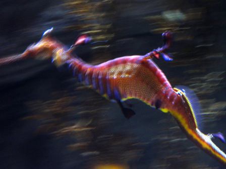 Sydney Aquarium
