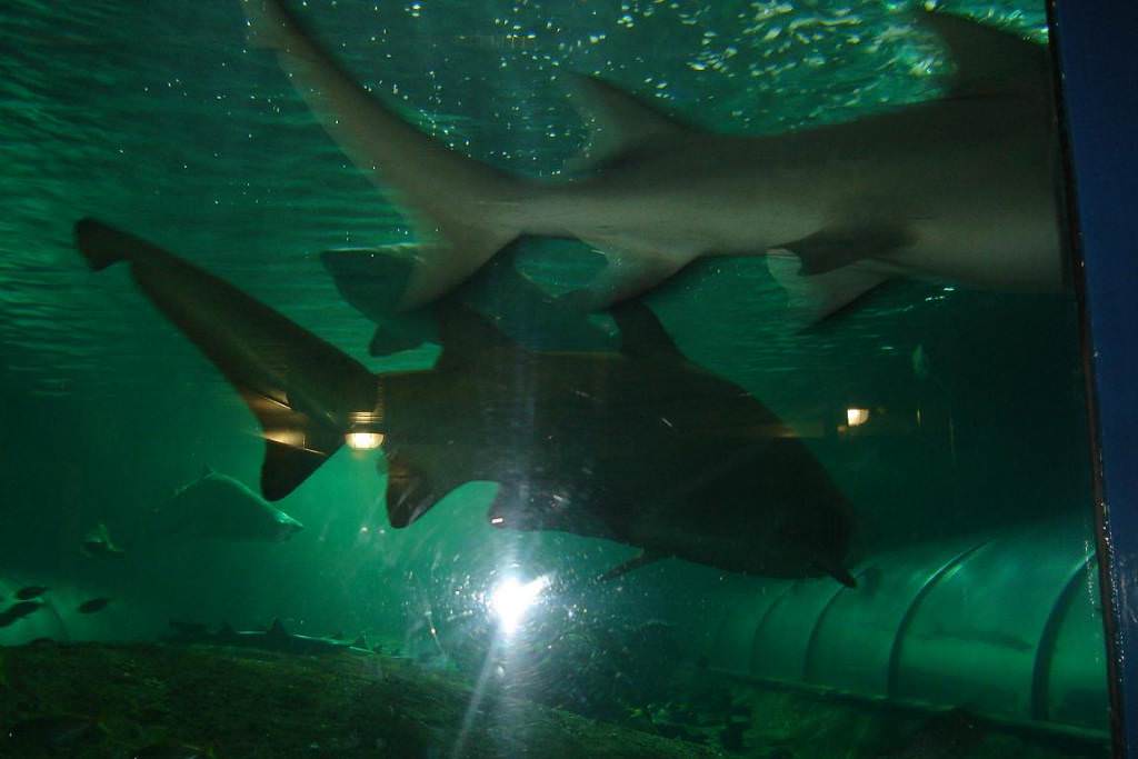 SYDNEY AQUARIUM