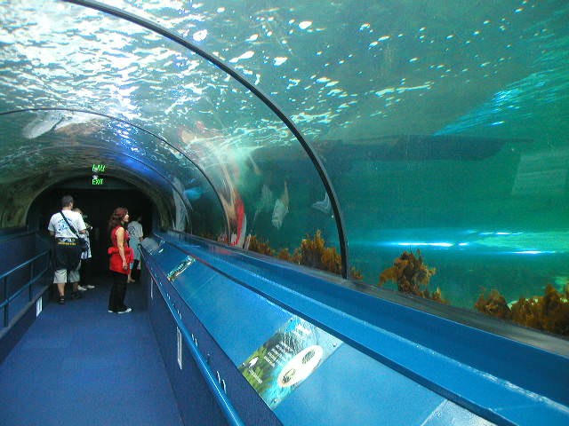 Sydney aquarium