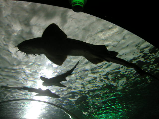 Sydney aquarium