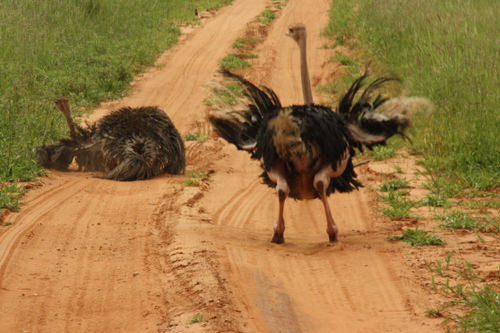 Tarangire NP