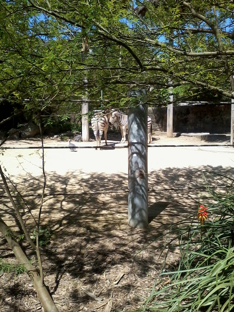 Taronga Zoo - Ζέβρες