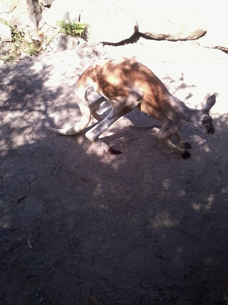 Taronga Zoo - Καγκουρό