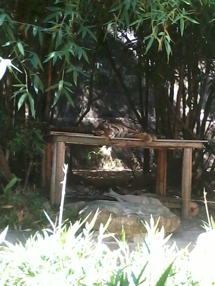 Taronga Zoo - Τίγρη