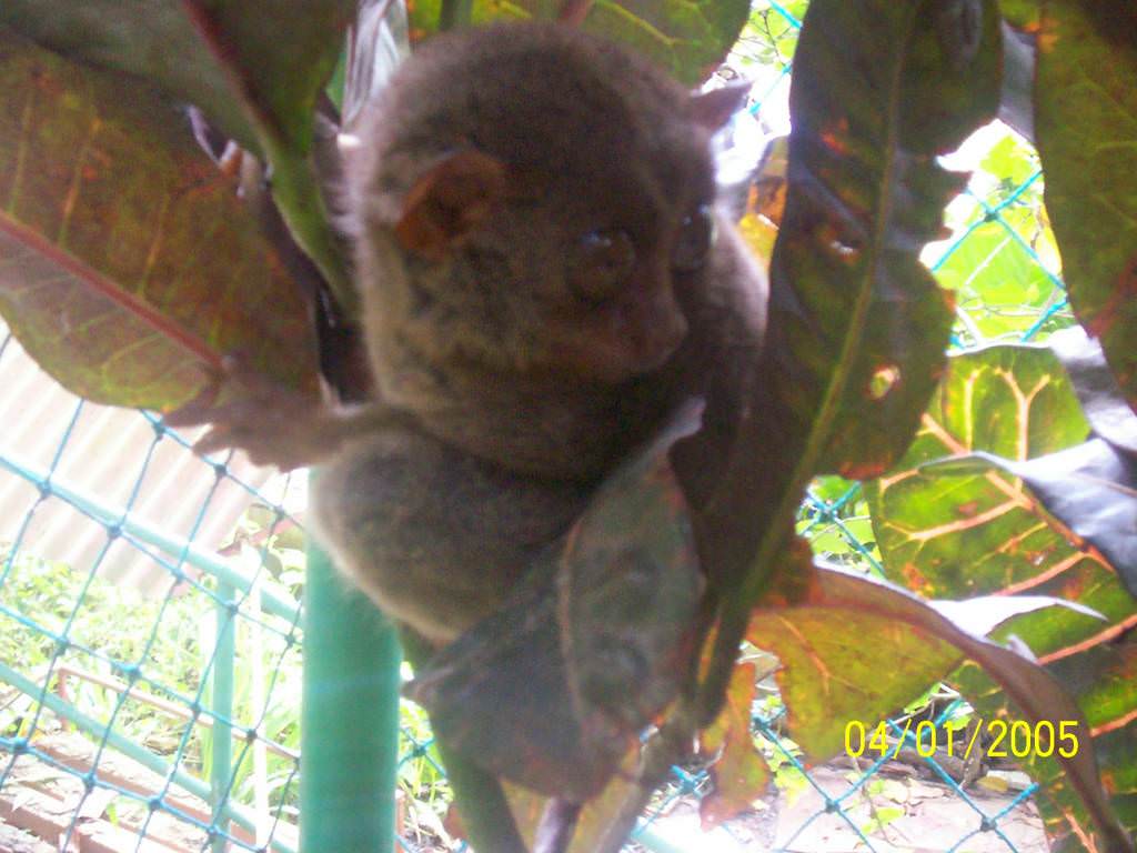 Tarsier