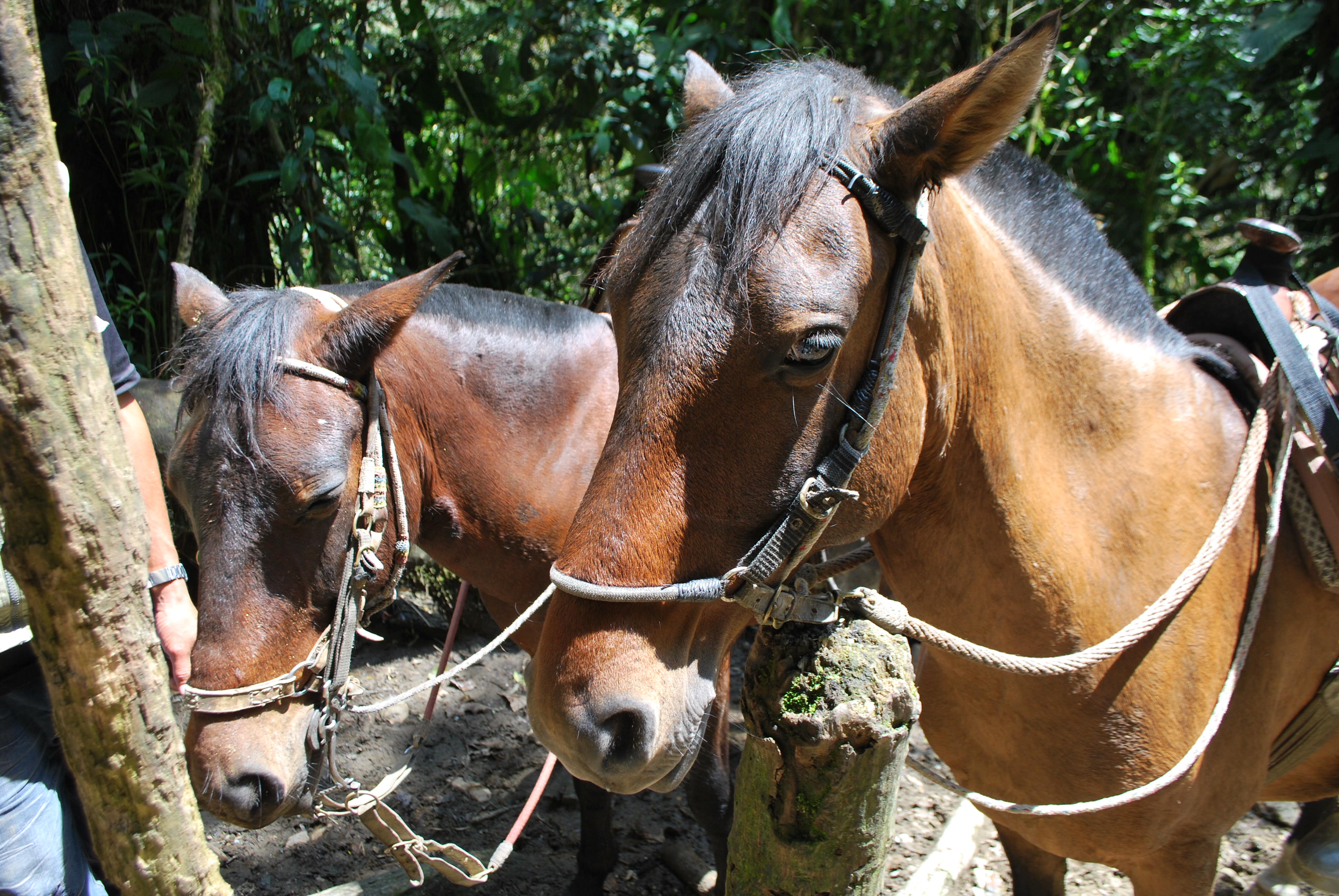 The horses in Cocora