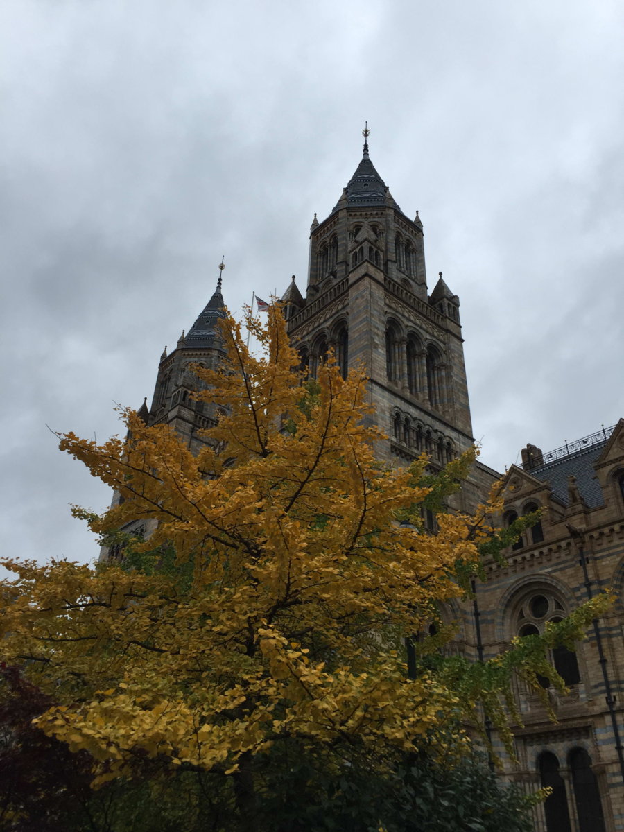 The Natural History Museum