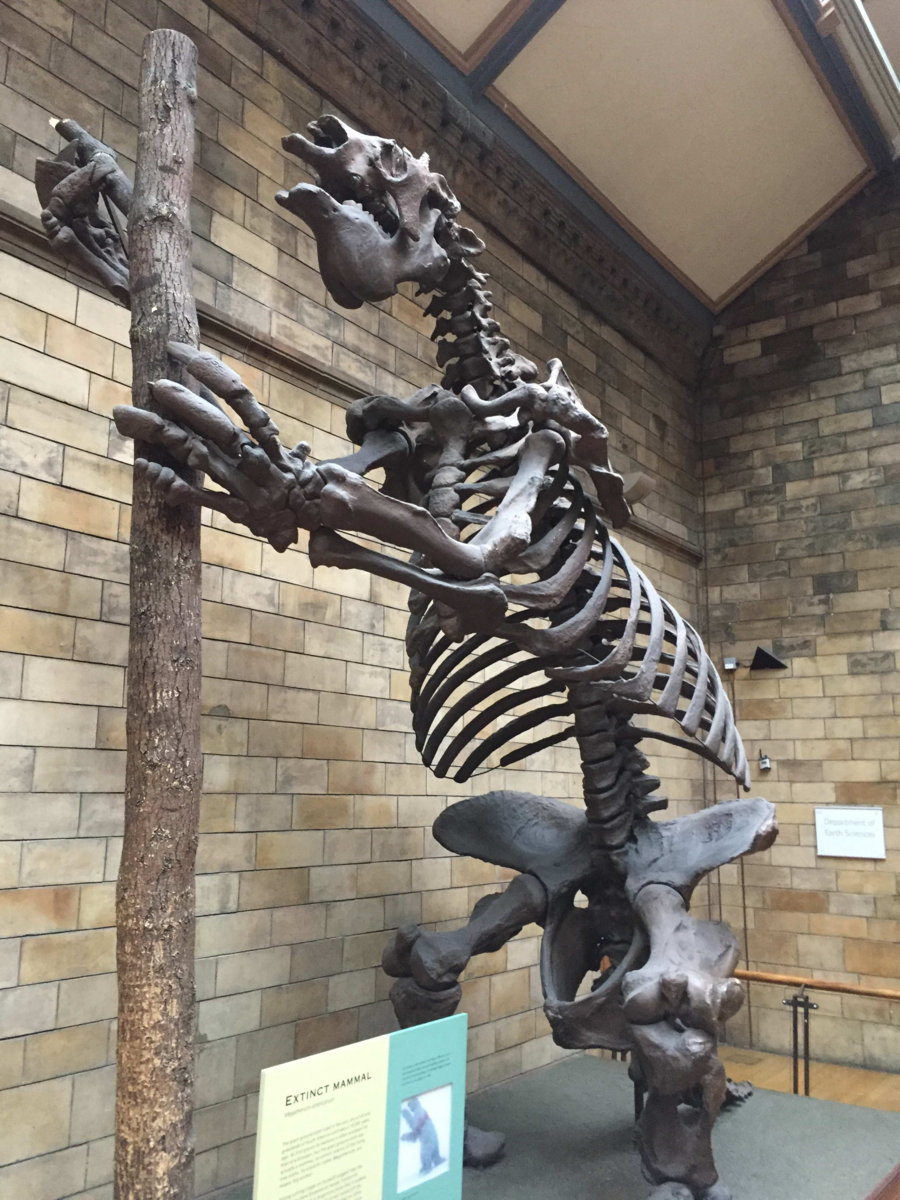 The Natural History Museum