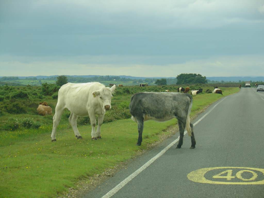 The New Forest