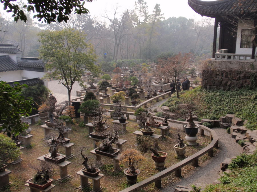 TIGER HILL(POTTED - LANDSCAPE GARDEN)1