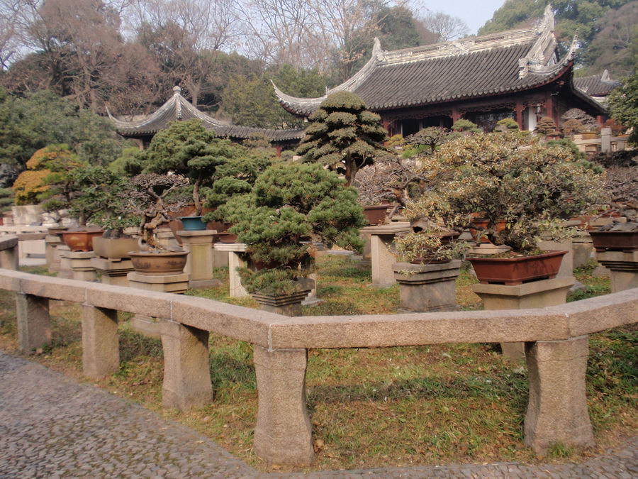 TIGER HILL(POTTED - LANDSCAPE GARDEN)