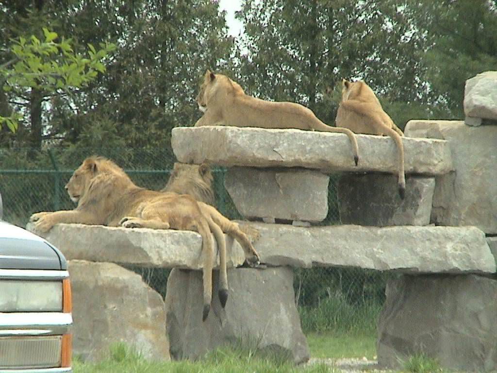 Toronto- African Lion Safari