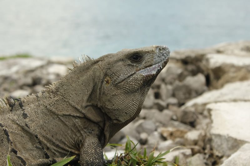 Tulum