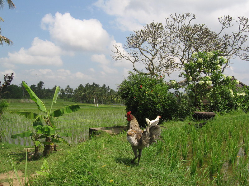 Ubud