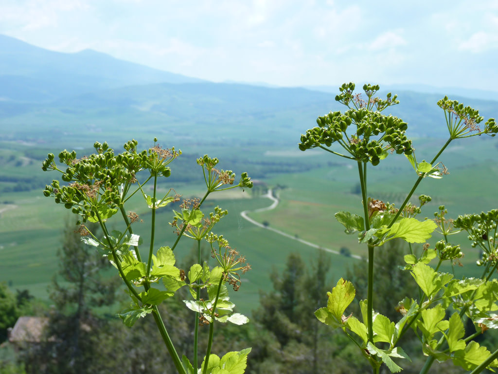 Val d'Orcia