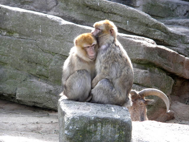 Vienna's zoo