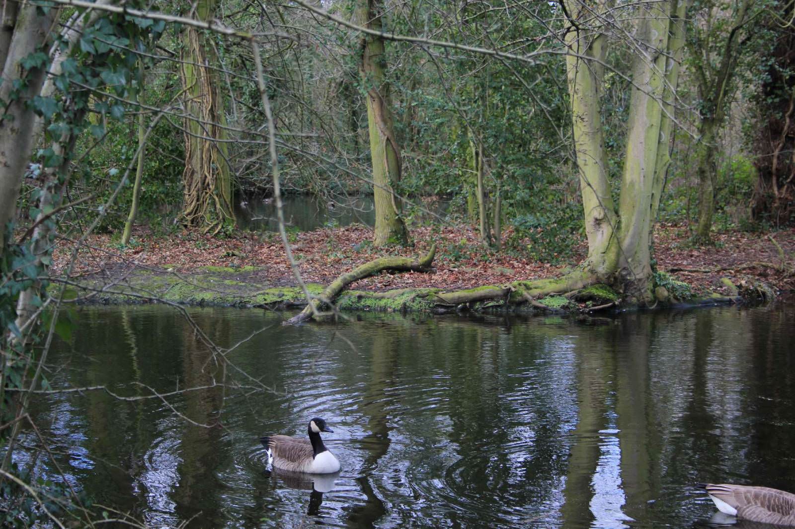 Wanstead Park