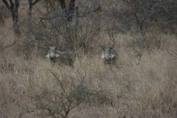 warthog