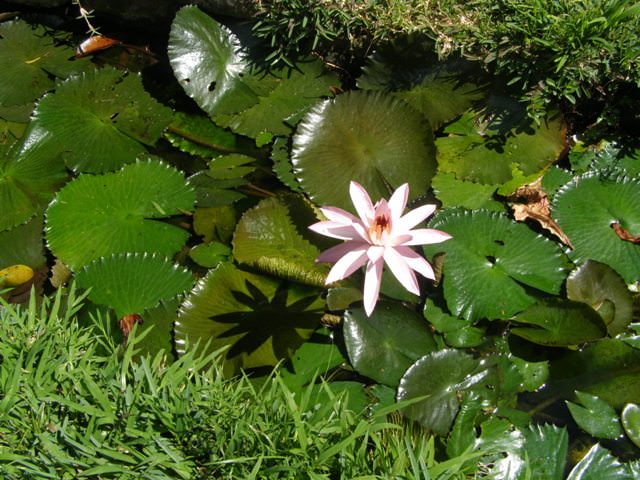 water_lilly