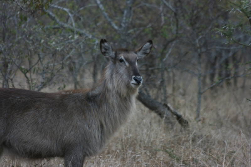 waterbuck