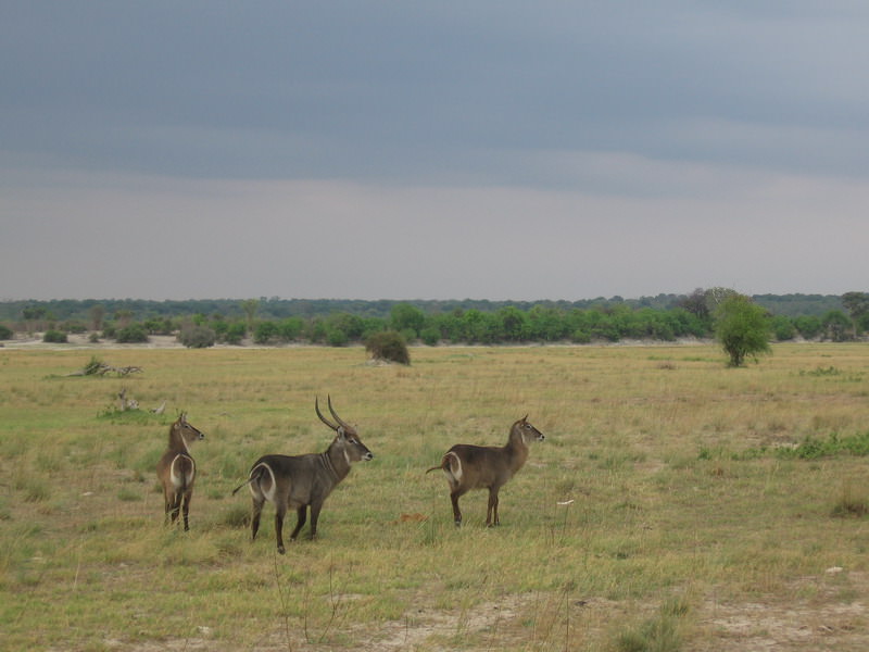 Waterbucks