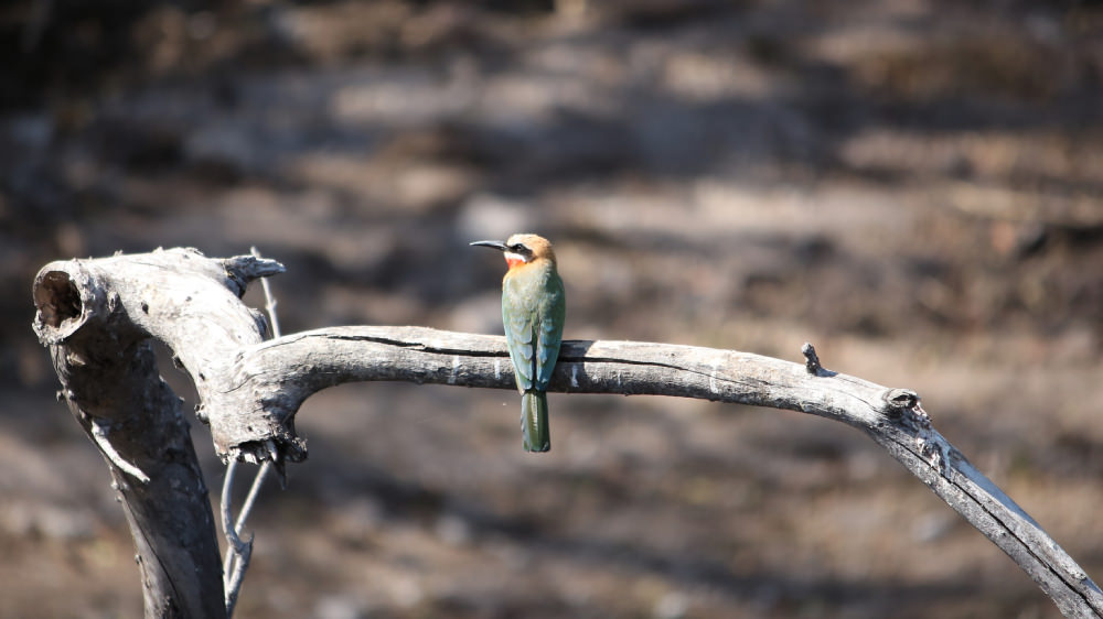 White-fronted Bee-eater