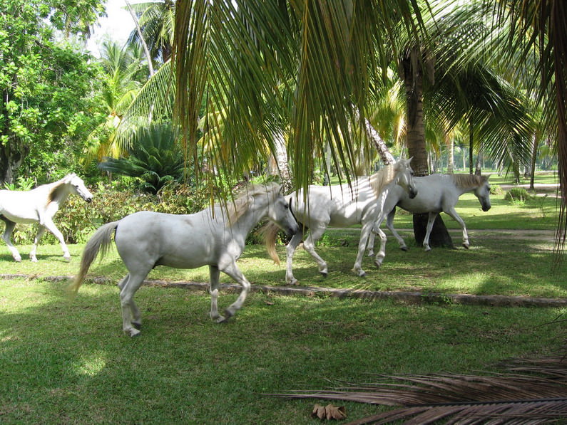 White Horses 1
