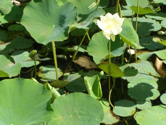 white_lotus