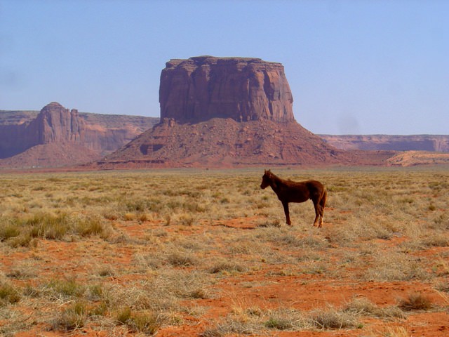 Wild-Wild Horses, Monument Valley, AZ