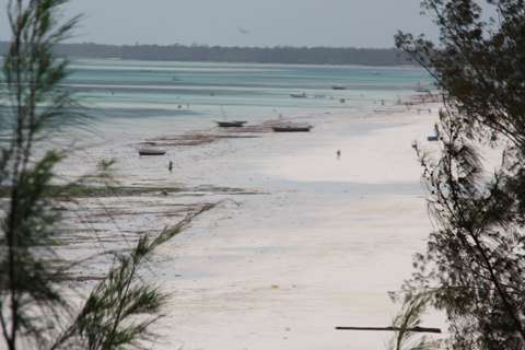 Zanzibar - Kinengwa beach