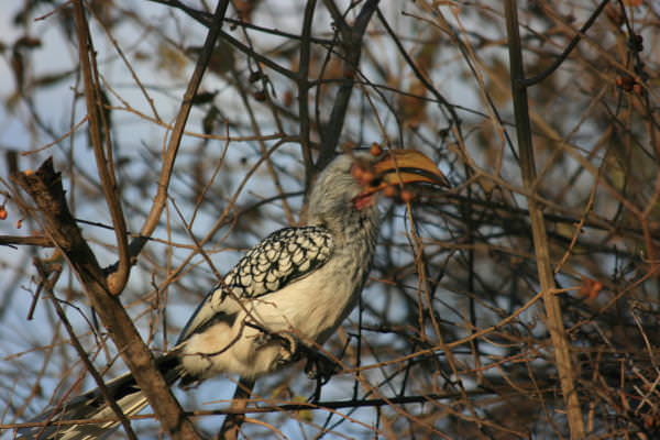 zazu