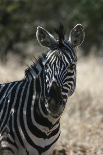 zebra