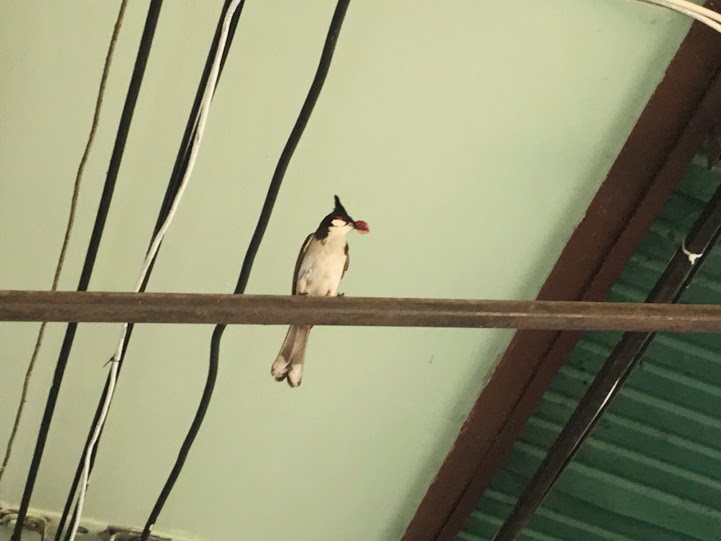 Το αρσενικό πουλι μπουλμπουλ ταϊλάνδη σε σκοπιά