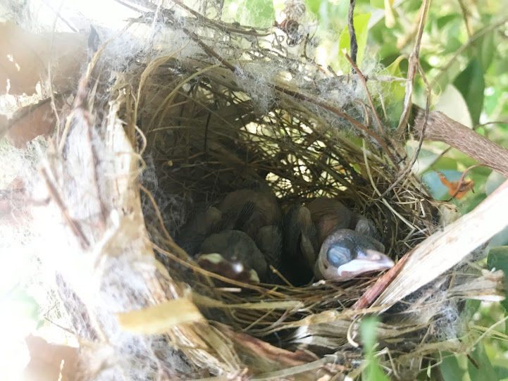 Νεογέννητα πουλάκια στην φωλιά