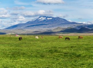 Τα άλογα της Ισλανδίας