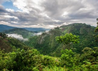 Γορίλες στην ομίχλη της Ουγκάντα