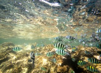 Ψαρεύοντας στην Κένυα