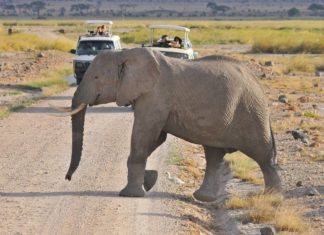 Στη σκιά του Κιλιμάντζαρο