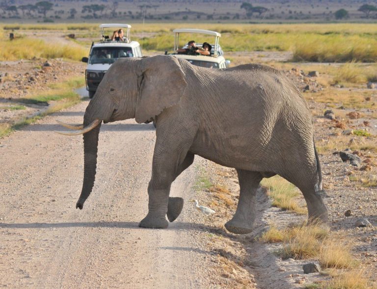 Στη σκιά του Κιλιμάντζαρο