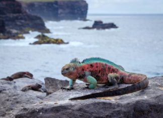 Με ένα Πριγκιπικό yacht στα Γκαλαπάγκος