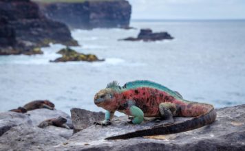 Με ένα Πριγκιπικό yacht στα Γκαλαπάγκος
