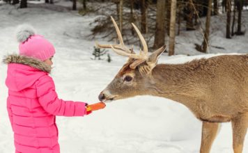 Omega Park, ένα συναρπαστικό πάρκο για παιδιά στον Καναδά