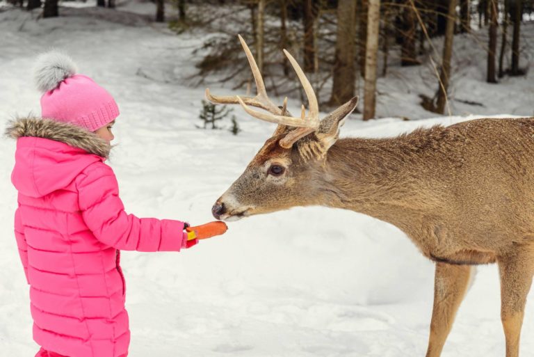 Omega Park, ένα συναρπαστικό πάρκο για παιδιά στον Καναδά