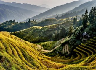 Στους ορυζώνες της νότιας Κίνας