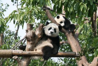 Ψάχνοντας panda στο Σιτσουάν της κεντρικής Κίνας