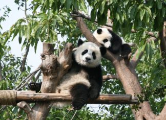 Ψάχνοντας panda στο Σιτσουάν της κεντρικής Κίνας