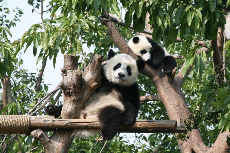 Ψάχνοντας panda στο Σιτσουάν της κεντρικής Κίνας