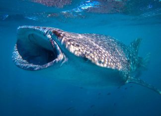 Κολυμπώντας με φαλαινοκαρχαρίες στη δυτική Αυστραλία