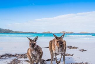Στο νησί των Καγκουρό
