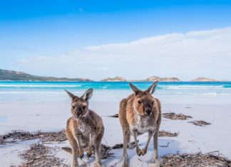 Στο νησί των Καγκουρό